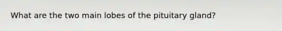 What are the two main lobes of the pituitary gland?