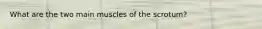 What are the two main muscles of the scrotum?