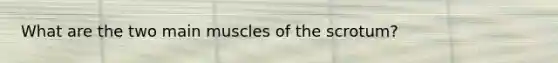 What are the two main muscles of the scrotum?