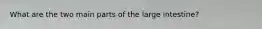 What are the two main parts of the large intestine?