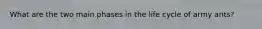 What are the two main phases in the life cycle of army ants?