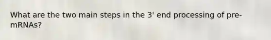 What are the two main steps in the 3' end processing of pre-mRNAs?