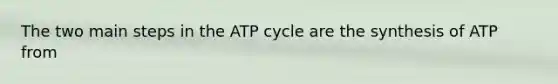 The two main steps in the ATP cycle are the synthesis of ATP from