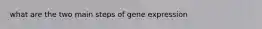 what are the two main steps of gene expression