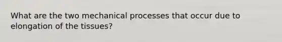 What are the two mechanical processes that occur due to elongation of the tissues?