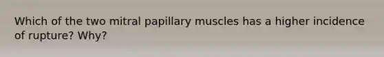 Which of the two mitral papillary muscles has a higher incidence of rupture? Why?