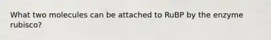 What two molecules can be attached to RuBP by the enzyme rubisco?