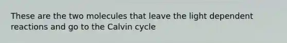 These are the two molecules that leave the light dependent reactions and go to the Calvin cycle