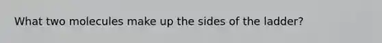 What two molecules make up the sides of the ladder?