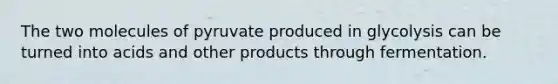 The two molecules of pyruvate produced in glycolysis can be turned into acids and other products through fermentation.