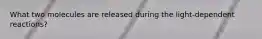 What two molecules are released during the light-dependent reactions?