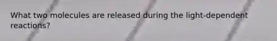 What two molecules are released during the light-dependent reactions?