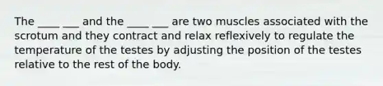 The ____ ___ and the ____ ___ are two muscles associated with the scrotum and they contract and relax reflexively to regulate the temperature of the testes by adjusting the position of the testes relative to the rest of the body.