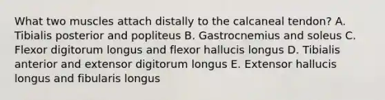 What two muscles attach distally to the calcaneal tendon? A. Tibialis posterior and popliteus B. Gastrocnemius and soleus C. Flexor digitorum longus and flexor hallucis longus D. Tibialis anterior and extensor digitorum longus E. Extensor hallucis longus and fibularis longus