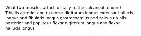 What two muscles attach distally to the calcaneal tendon? Tibialis anterior and extensor digitorum longus extensor hallucis longus and fibularis longus gastrocnemius and soleus tibialis posterior and popliteus flexor digitorum longus and flexor hallucis longus