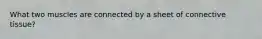 What two muscles are connected by a sheet of connective tissue?