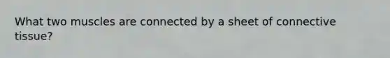 What two muscles are connected by a sheet of <a href='https://www.questionai.com/knowledge/kYDr0DHyc8-connective-tissue' class='anchor-knowledge'>connective tissue</a>?