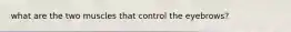what are the two muscles that control the eyebrows?