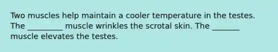 Two muscles help maintain a cooler temperature in the testes. The _________ muscle wrinkles the scrotal skin. The _______ muscle elevates the testes.