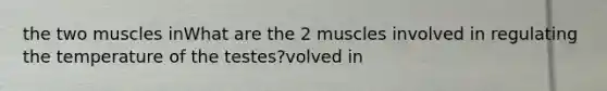 the two muscles inWhat are the 2 muscles involved in regulating the temperature of the testes?volved in