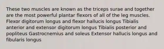 These two muscles are known as the triceps surae and together are the most powerful plantar flexors of all of the leg muscles. Flexor digitorum longus and flexor hallucis longus Tibialis anterior and extensor digitorum longus Tibialis posterior and popliteus Gastrocnemius and soleus Extensor hallucis longus and fibularis longus