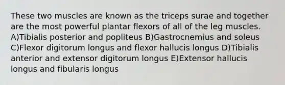 These two muscles are known as the triceps surae and together are the most powerful plantar flexors of all of the leg muscles. A)Tibialis posterior and popliteus B)Gastrocnemius and soleus C)Flexor digitorum longus and flexor hallucis longus D)Tibialis anterior and extensor digitorum longus E)Extensor hallucis longus and fibularis longus