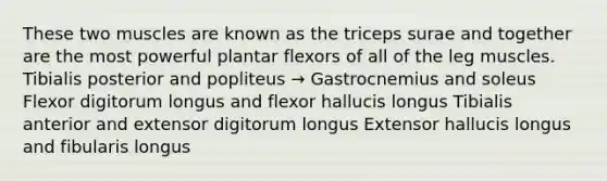 These two muscles are known as the triceps surae and together are the most powerful plantar flexors of all of the leg muscles. Tibialis posterior and popliteus → Gastrocnemius and soleus Flexor digitorum longus and flexor hallucis longus Tibialis anterior and extensor digitorum longus Extensor hallucis longus and fibularis longus