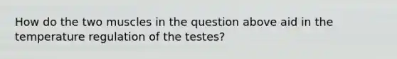 How do the two muscles in the question above aid in the temperature regulation of the testes?