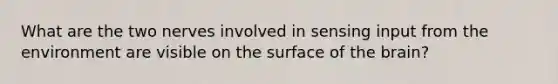 What are the two nerves involved in sensing input from the environment are visible on the surface of the brain?