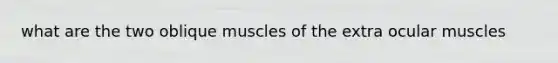 what are the two oblique muscles of the extra ocular muscles