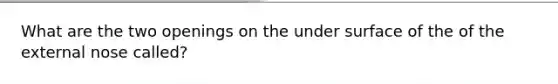 What are the two openings on the under surface of the of the external nose called?
