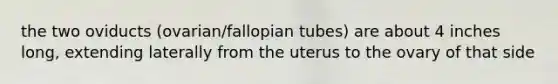 the two oviducts (ovarian/fallopian tubes) are about 4 inches long, extending laterally from the uterus to the ovary of that side