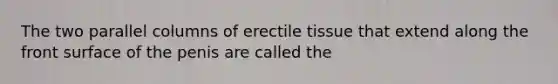 The two parallel columns of erectile tissue that extend along the front surface of the penis are called the