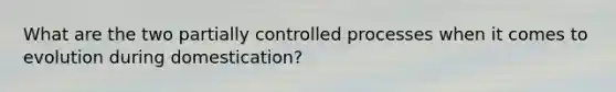 What are the two partially controlled processes when it comes to evolution during domestication?