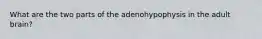 What are the two parts of the adenohypophysis in the adult brain?