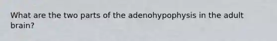 What are the two parts of the adenohypophysis in the adult brain?