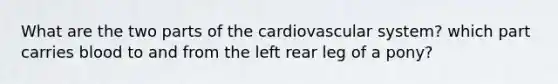 What are the two parts of the cardiovascular system? which part carries blood to and from the left rear leg of a pony?