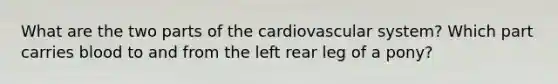 What are the two parts of the cardiovascular system? Which part carries blood to and from the left rear leg of a pony?