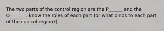 The two parts of the control region are the P______ and the O_______: know the roles of each part (or what binds to each part of the control region?)