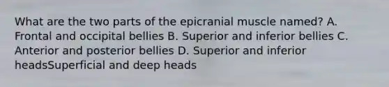 What are the two parts of the epicranial muscle named? A. Frontal and occipital bellies B. Superior and inferior bellies C. Anterior and posterior bellies D. Superior and inferior headsSuperficial and deep heads