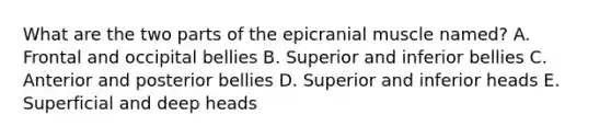 What are the two parts of the epicranial muscle named? A. Frontal and occipital bellies B. Superior and inferior bellies C. Anterior and posterior bellies D. Superior and inferior heads E. Superficial and deep heads