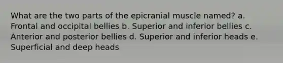 What are the two parts of the epicranial muscle named? a. Frontal and occipital bellies b. Superior and inferior bellies c. Anterior and posterior bellies d. Superior and inferior heads e. Superficial and deep heads