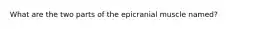 What are the two parts of the epicranial muscle named?