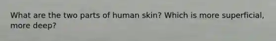 What are the two parts of human skin? Which is more superficial, more deep?