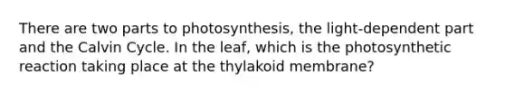 There are two parts to photosynthesis, the light-dependent part and the Calvin Cycle. In the leaf, which is the photosynthetic reaction taking place at the thylakoid membrane?