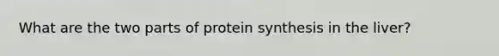 What are the two parts of protein synthesis in the liver?