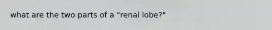 what are the two parts of a "renal lobe?"