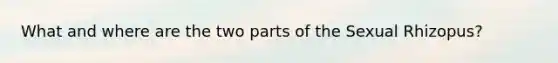 What and where are the two parts of the Sexual Rhizopus?