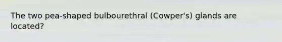 The two pea-shaped bulbourethral (Cowper's) glands are located?