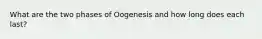 What are the two phases of Oogenesis and how long does each last?